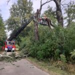 Konara drzewa - Dąbrowica (1)