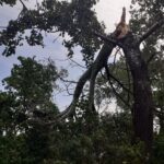 Konara drzewa - Dąbrowica (2)