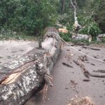 Konara drzewa - Dąbrowica (3)