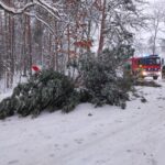 2. Drzewo - Załuże (1)