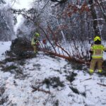 2. Drzewo - Załuże (2)