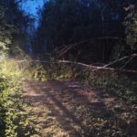 Usuwanie skutków nawałnicy (18)