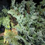 Usuwanie skutków nawałnicy (22)